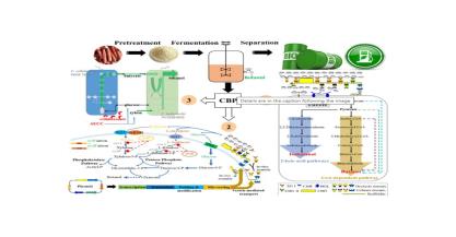 Cutting-edge breakthroughs in the acetone-butanol-ethanol fermentation technology