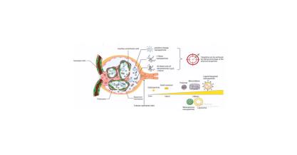 The Nano Revolution: Enhancing Nephrological Treatments through Innovative Carriers,
