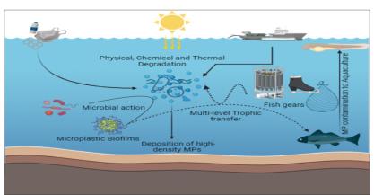 Effects Of Microplastics On Fish Physiology