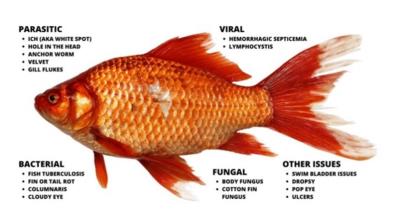 Fresh and Marine Water Fish Diseases and Control: A Review