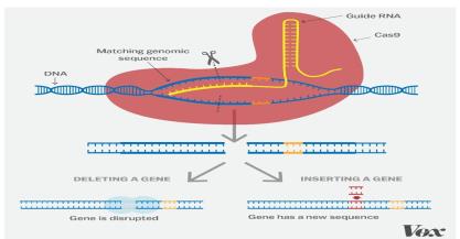 Integrating Biotechnology and Nutrition: Innovations for Enhancing Food Quality and Health